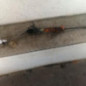 Cremaillere assistee PEUGEOT 306