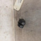 Interrupteur de leve vitre avant gauche RENAULT CLIO 2