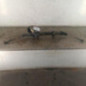 Cremaillere assistee RENAULT SCENIC 1