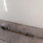 Cremaillere assistee RENAULT SCENIC 2