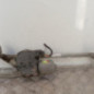 Moteur essuie glace avant VOLKSWAGEN GOLF 7