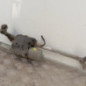 Moteur essuie glace avant VOLKSWAGEN GOLF 7