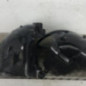 Pare boue avant droit RENAULT CLIO 3