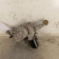 Moteur essuie glace avant RENAULT GRAND SCENIC 3