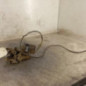 Serrure avant droit MERCEDES VITO 638