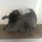 Pare boue avant droit RENAULT SCENIC 2