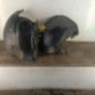 Pare boue avant gauche RENAULT SCENIC 2