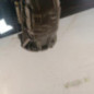 Moteur RENAULT CLIO 2
