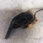 Vase d'expansion CITROEN C8