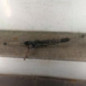 Cremaillere assistee PEUGEOT 307