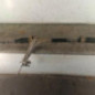 Cremaillere assistee PEUGEOT BOXER 3