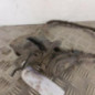 Etrier arriere droit (freinage) RENAULT MEGANE 4