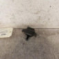 Serrure de hayon RENAULT TWINGO 1