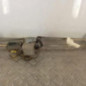 Moteur essuie glace avant RENAULT MASTER 2