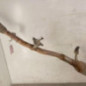 Catalyseur (echappement) RENAULT TRAFIC 3 COURT