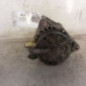 Alternateur FORD C-MAX 1