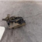 Serrure arriere droit PEUGEOT 106