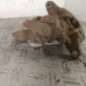 Etrier arriere droit (freinage) RENAULT MASTER 2