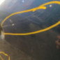 Porte arriere droit DACIA LOGAN MCV 2
