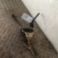 Cremaillere assistee RENAULT CLIO 3