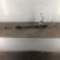 Cremaillere assistee RENAULT SCENIC 2