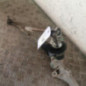 Cremaillere assistee NISSAN JUKE 1