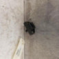 Serrure de hayon RENAULT SCENIC 1
