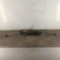 Cremaillere assistee CITROEN BERLINGO 1