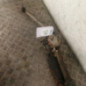 Cremaillere assistee CITROEN BERLINGO 1