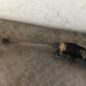 Cremaillere assistee CITROEN XSARA PICASSO