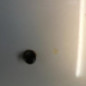 Capot RENAULT CLIO 2