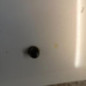 Capot RENAULT CLIO 2