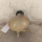 Vase d'expansion FIAT TIPO 2