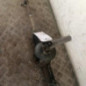 Cremaillere assistee OPEL ZAFIRA A