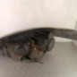 Optique avant principal droit (feux)(phare) CITROEN C3 PICASSO