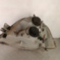 Optique avant principal droit (feux)(phare) RENAULT MASTER 2