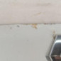 Capot RENAULT CLIO 2