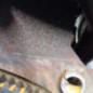 Moteur PEUGEOT 5008 1