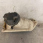 Optique avant principal droit (feux)(phare) PEUGEOT 106