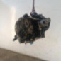 Boite de vitesses RENAULT CLIO 2