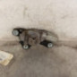 Moteur essuie glace arriere FORD FOCUS 3