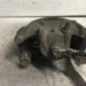 Etrier avant droit (freinage) NISSAN PULSAR