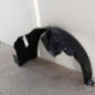 Pare boue avant droit PEUGEOT 306