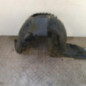 Pare boue avant gauche PEUGEOT 307