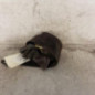 Ceinture avant gauche RENAULT MASTER 2