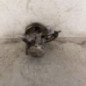 Pompe de direction FIAT DUCATO 2
