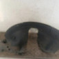 Pare boue avant gauche CITROEN C3 PICASSO
