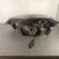 Optique avant principal droit (feux)(phare) FIAT PUNTO EVO 3