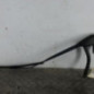 Bras essuie glace avant droit RENAULT SCENIC 2