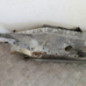 Moteur essuie glace avant RENAULT MODUS